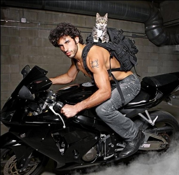 motorcycle-racing-with-cats-photo-u1-600x588